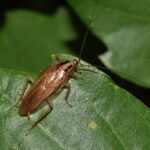 Insect with brown and black colors on a leaf.