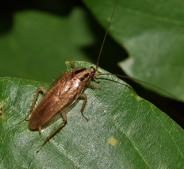 Insect with brown and black colors on a leaf.