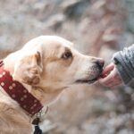 Person petting a dog with red collar.