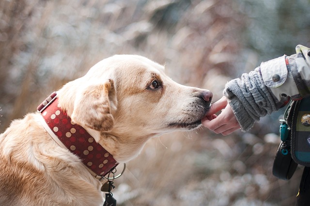 Person petting a dog with red collar.