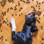 A dog eating food on a wooden floor.