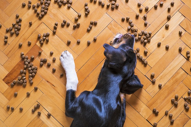 A dog eating food on a wooden floor.