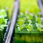 Healthy greenery growing in a greenhouse.