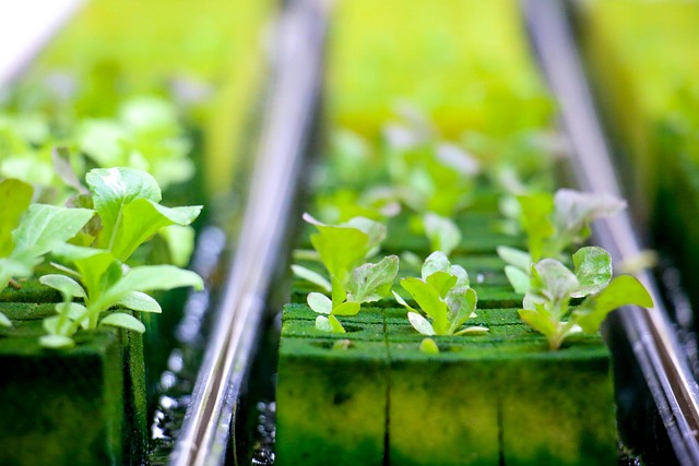 Healthy greenery growing in a greenhouse.