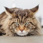 Maine coon resting on ground.