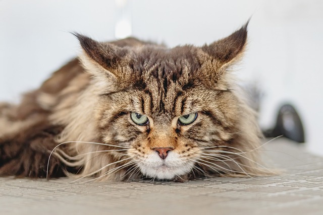 Maine coon resting on ground.