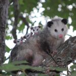 A possum with babies peeking out of a tree.