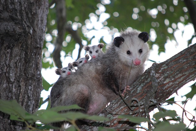 A possum with babies peeking out of a tree.