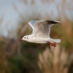 White bird soaring above green grass field.