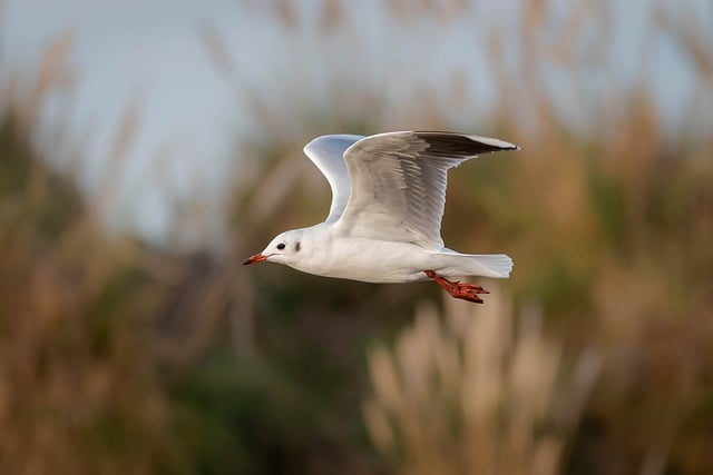 White bird soaring above green grass field.