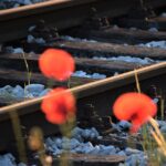 Red poppies blooming along the train tracks.