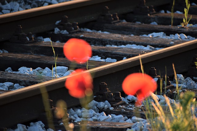 Red poppies blooming along the train tracks.